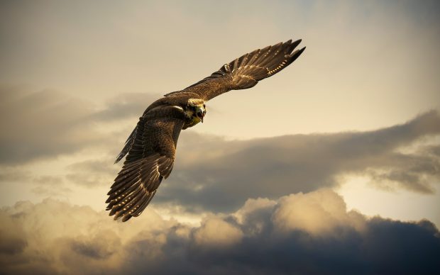 Falcon Photo Download.