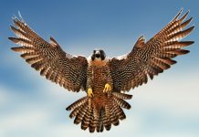 Falcon clipart wallpaper hd.