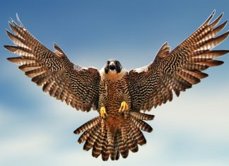 Falcon clipart wallpaper hd.