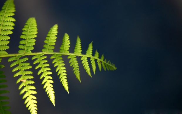 Fern Backgrounds 1920x1200.