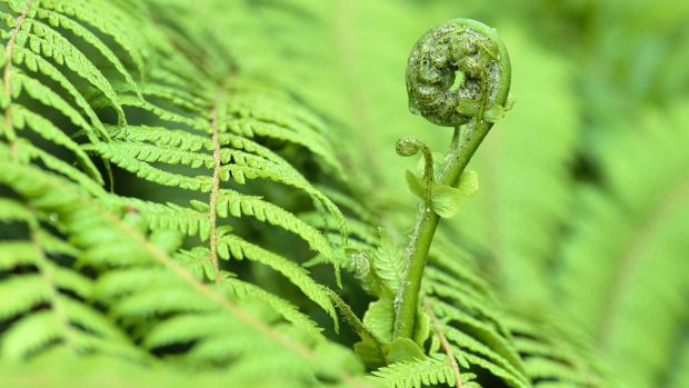 Fern Backgrounds Free Download.