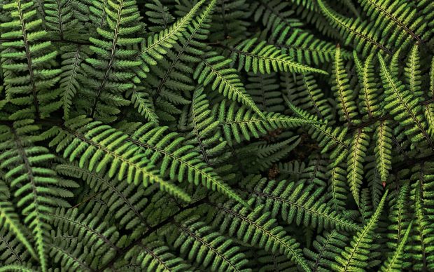 Fern Desktop Backgrounds.