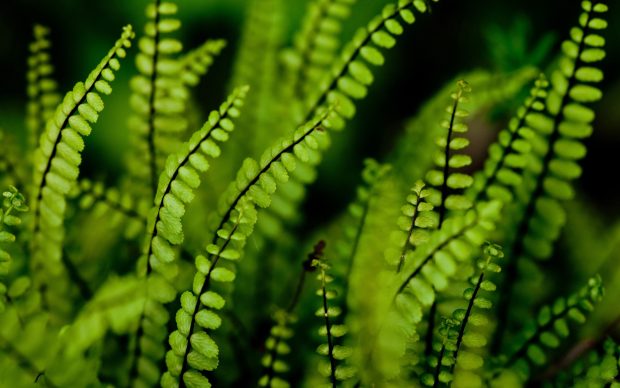 Fern Desktop Photos.