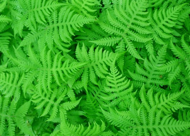 Fern Leaves Wallpaper HD.