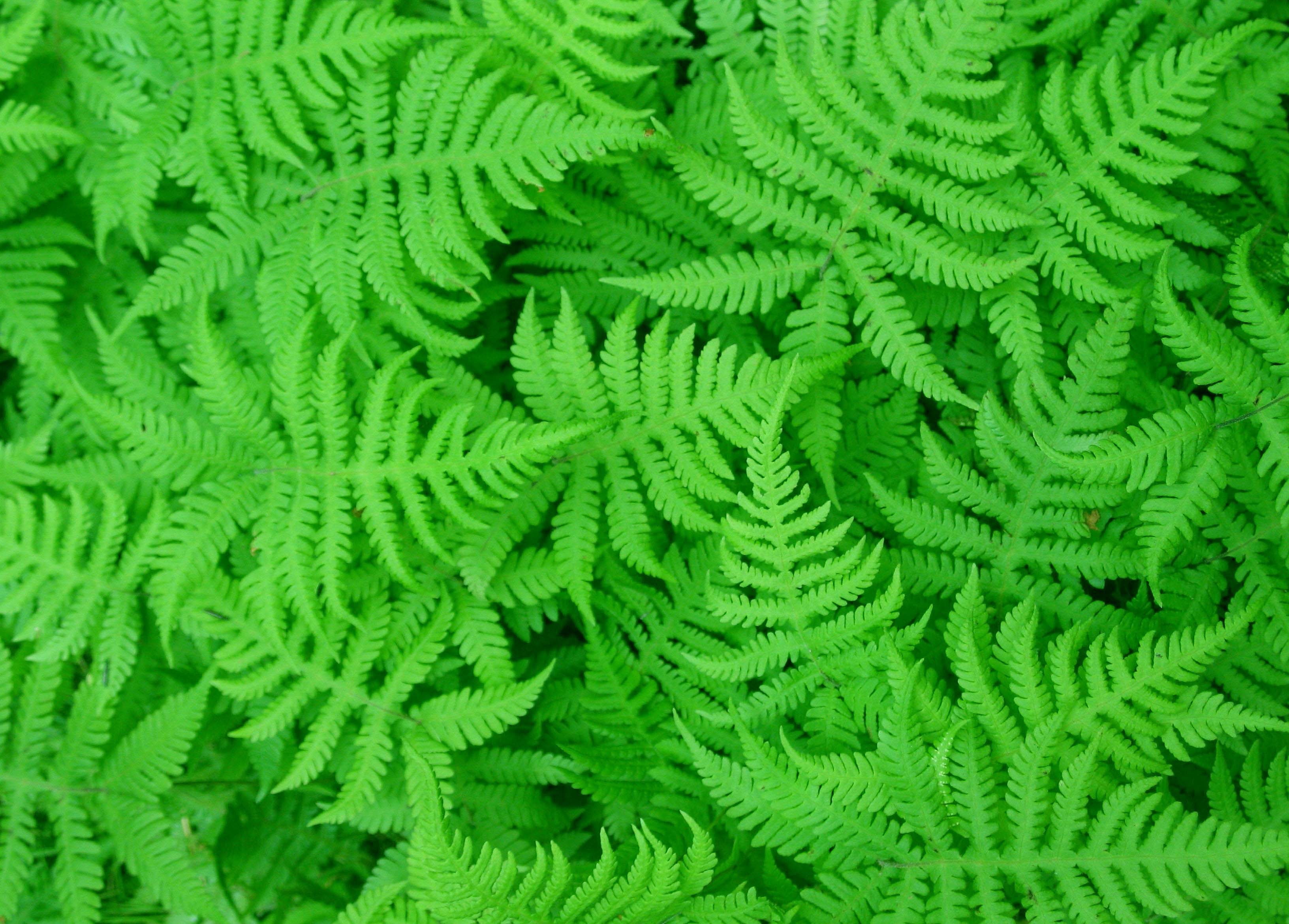 Fern Backgrounds Free Download - PixelsTalk.Net