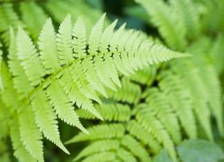 Fern Pictures Download HD.