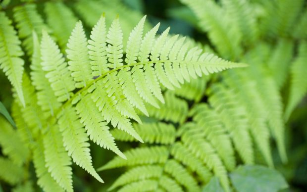 Fern Pictures Download HD.