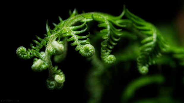 Fern Wallpapers HD.