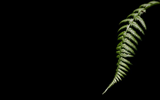 Fern Wallpapers HD For Desktop.