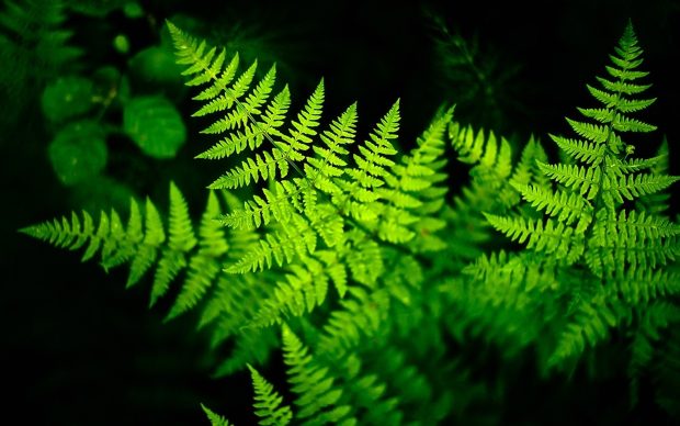 Fern leaves landscapes hd wallpapers.