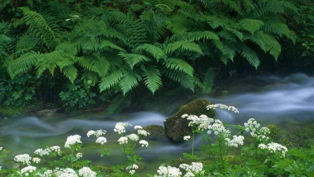 Fern near the creek 1920x1080 nature wallpaper.