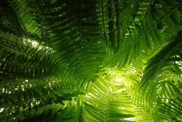 Fern plants widescreen hd wallpapers.