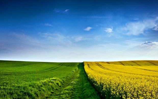 Field Wallpapers HD Free Download.