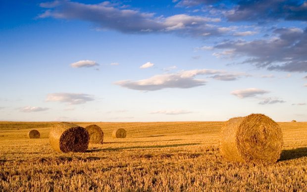 Bale in landscape