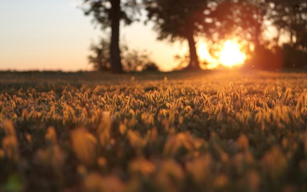 Field of Wheat Wallpapers HD.