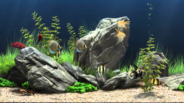 Fish Tank Backgrounds For Desktop.