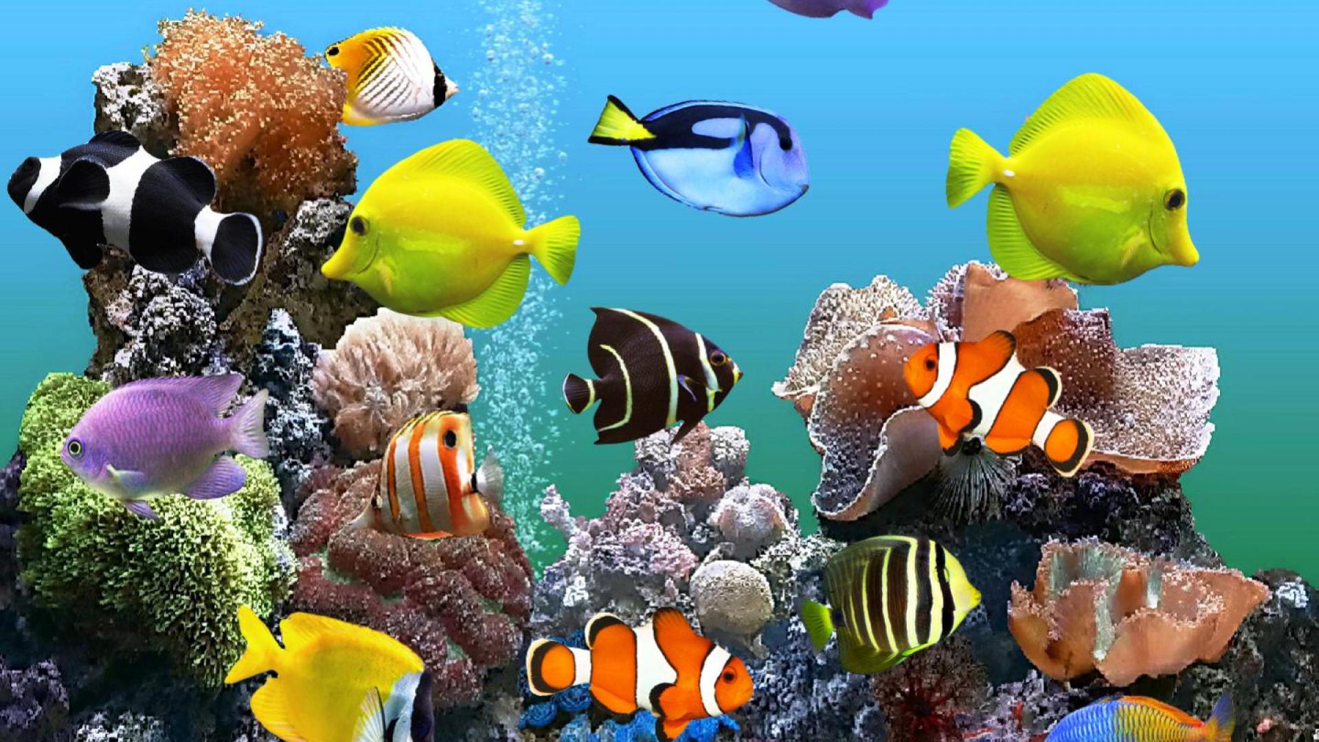 Fish Tank Wallpapers HD | PixelsTalk.Net