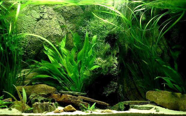 Fish Tank Wallpapers HD 2560x1600.