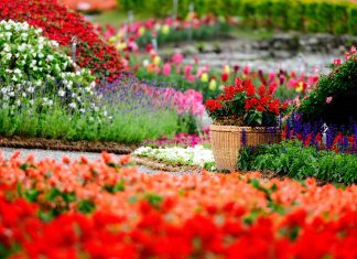 Flowers Garden HD Wallpapers free for desktop.