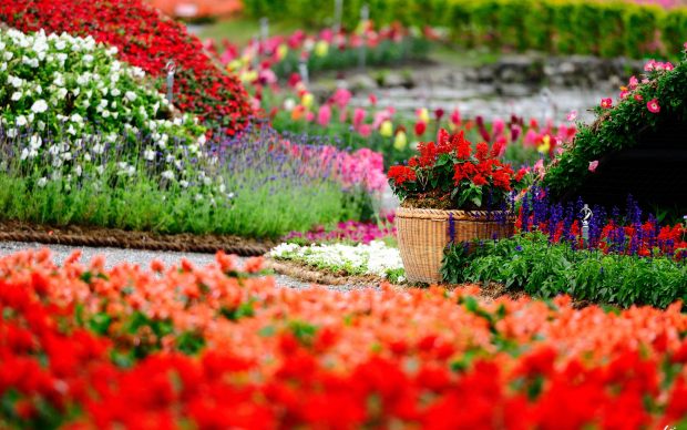 Flowers Garden HD Wallpapers free for desktop.