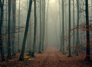 Foggy Forest Backgrounds For Desktop.