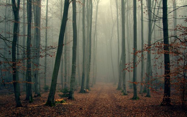 Foggy Forest Backgrounds For Desktop.