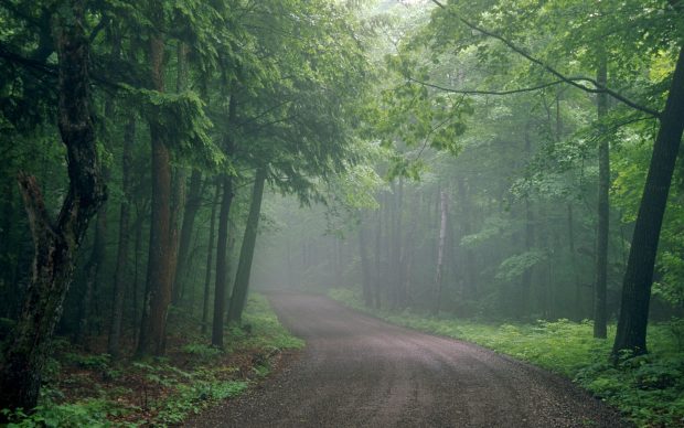 Foggy Forest Backgrounds Free Download.