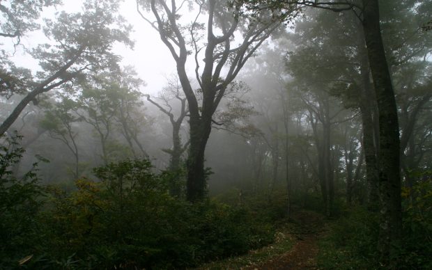 Foggy Forest Photos 1920x1200 Nature.