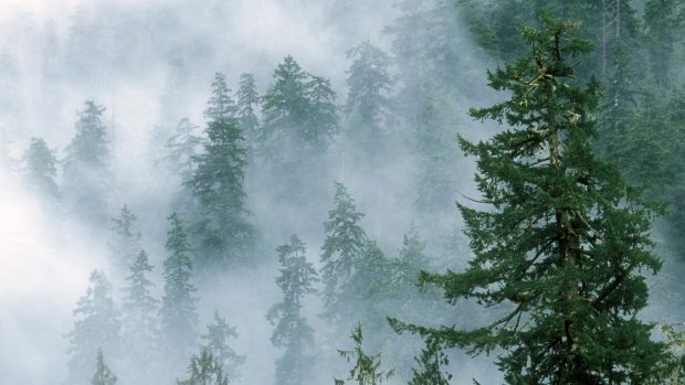 Foggy Forest Wallpapers HD.