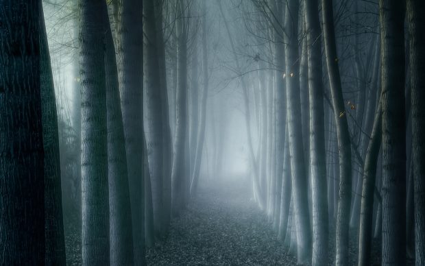 Foggy Forest Wallpapers HD For Desktop.