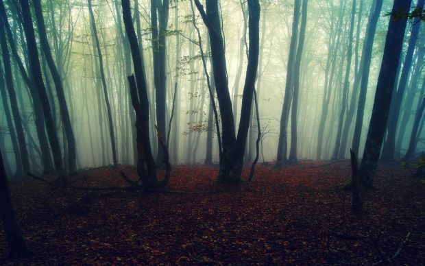 Foggy Forest Wallpapers HD Free Download.