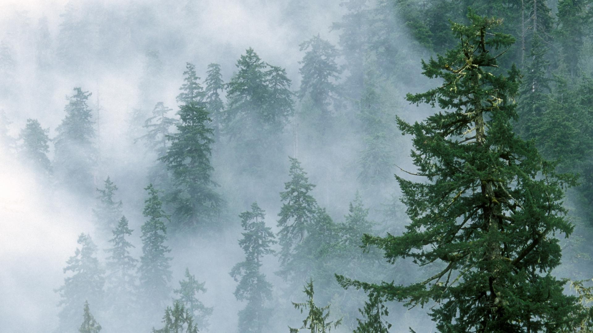 Foggy Forest Photos Download The BEST Free Foggy Forest Stock Photos  HD  Images