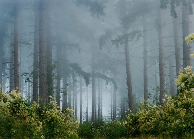 Foggy Pine Forest HD Images Wallpapers.