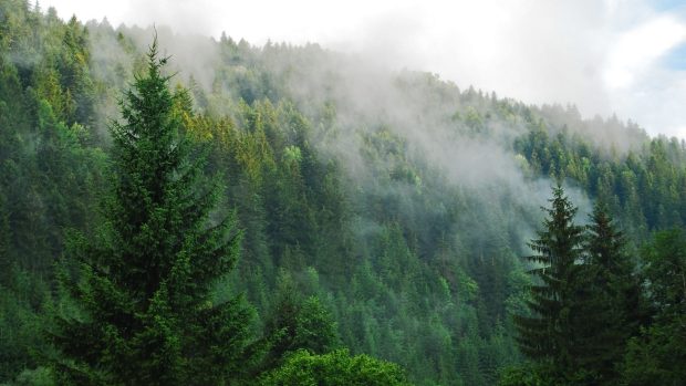 Foggy Pine Forest Wallpaper Downloads.