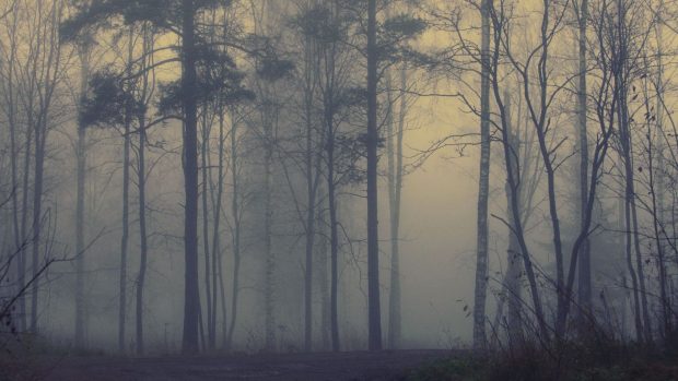 Foggy forest hd wallpapers.