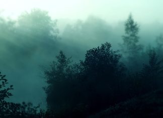 Foggy forest nature hd wallpapers.