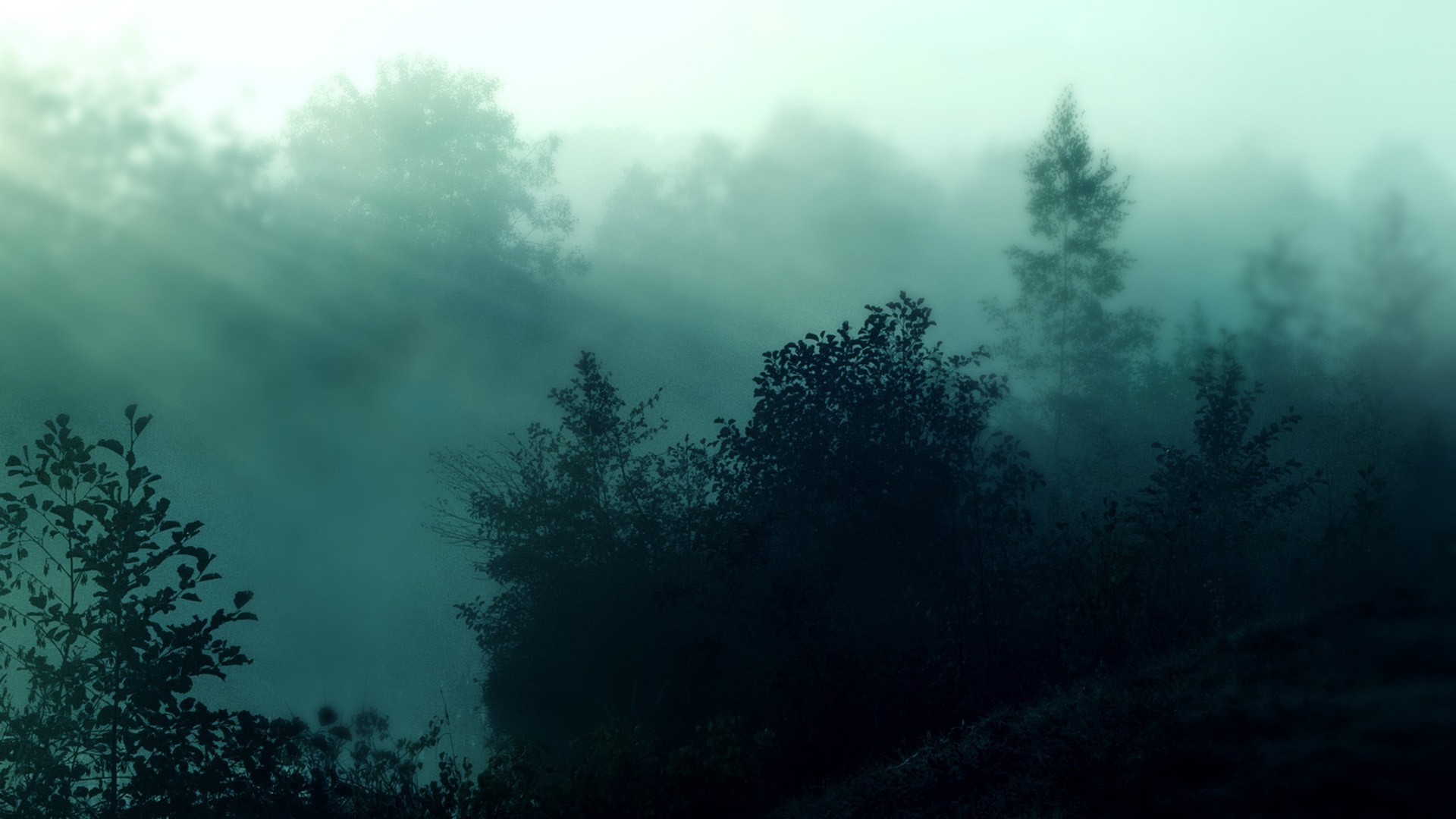 Foggy forest nature hd wallpapers