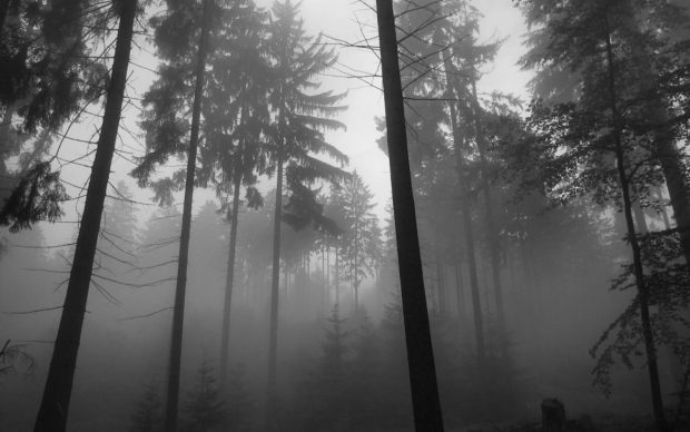 Forest fog wallpaper hd customity.