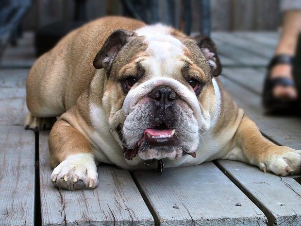 Free Bulldog Photo.