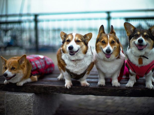 Free Corgi Picture.