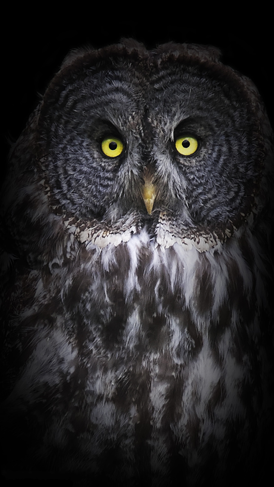 HD Cute  Owl  Wallpaper  for Android  PixelsTalk Net