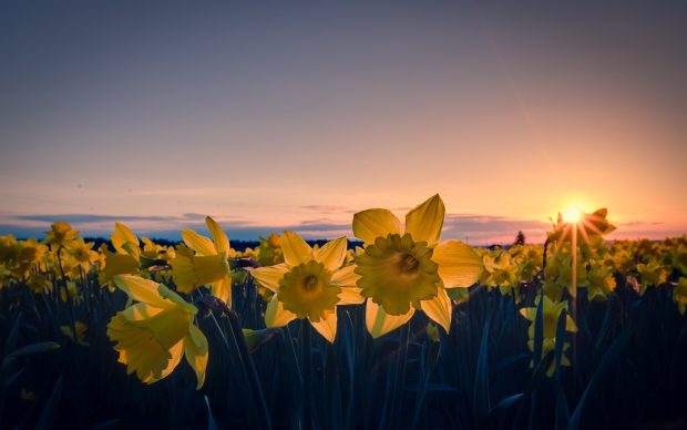 Free Daffodil Image.