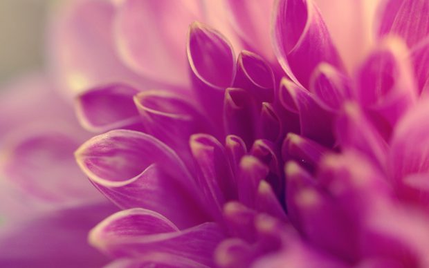 Free Dahlia Photo.