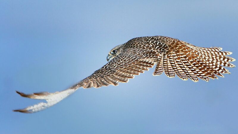 Falcon Wallpapers HD - PixelsTalk