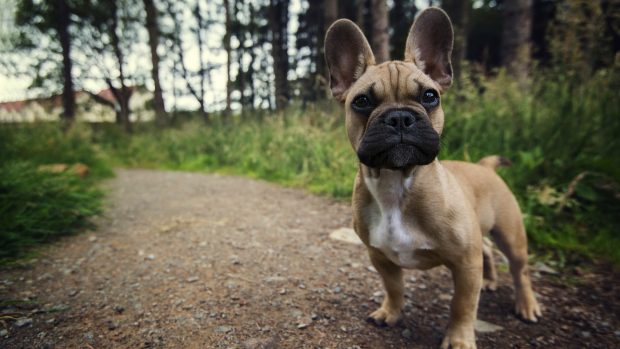 French Bulldog 1920x1080.