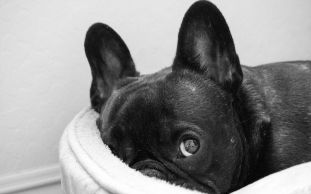 French Bulldog Images Free Download.