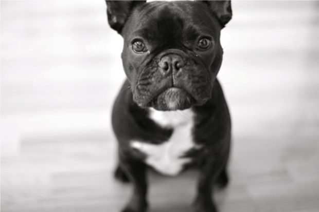 French Bulldog Wallpapers HD.