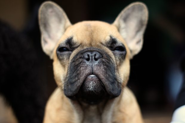 French Bulldog Wallpapers HD For Desktop.