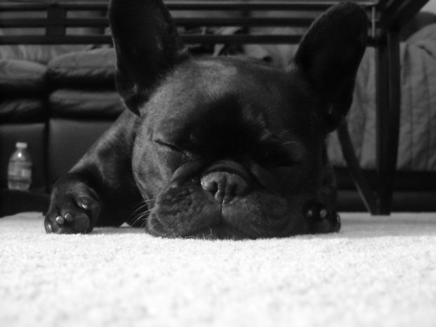 French Bulldog Wallpapers HD Free Download.