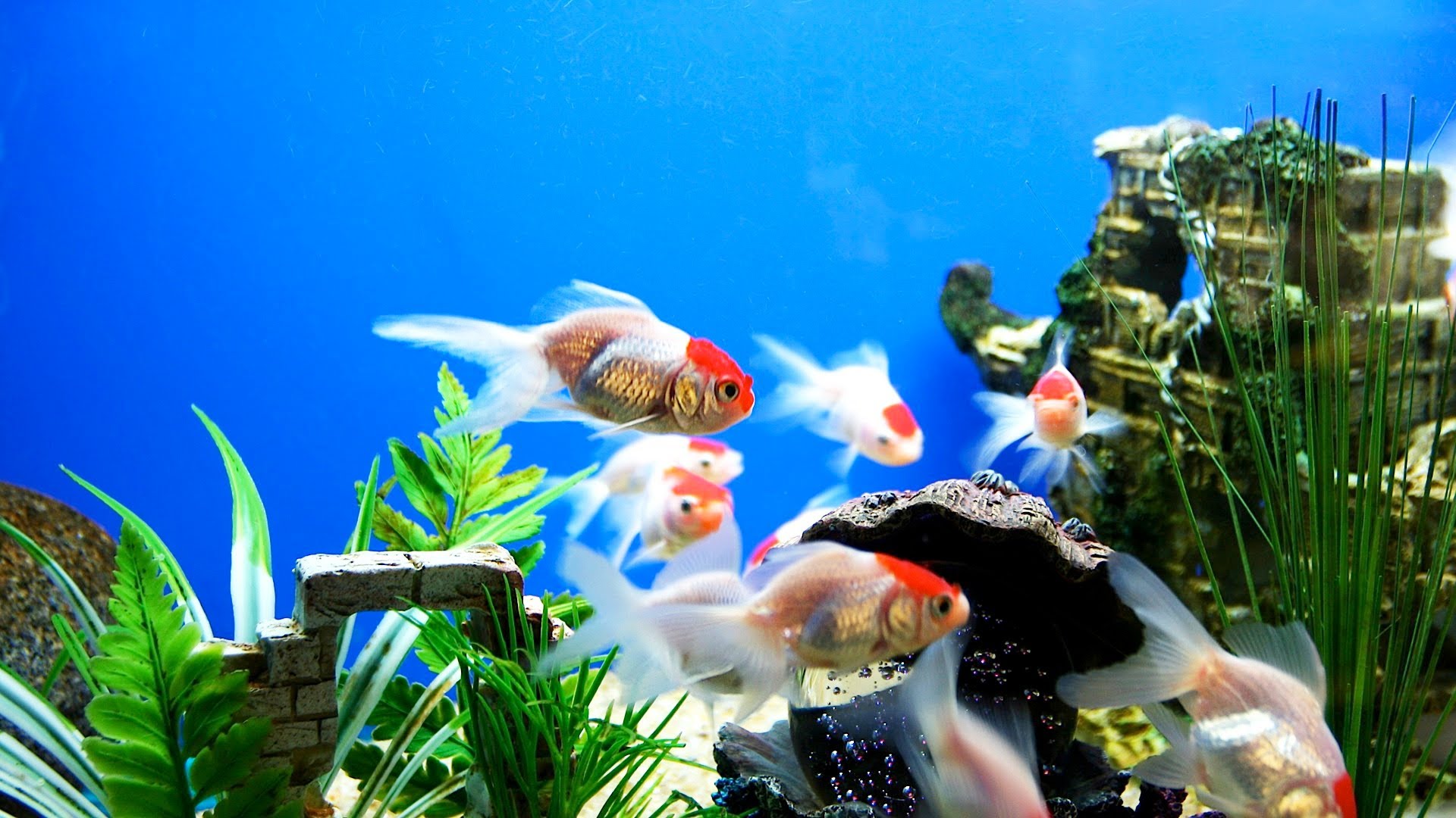 Fish Tank Backgrounds | PixelsTalk.Net